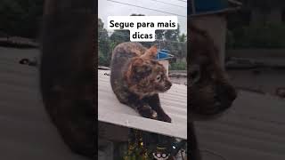 #dicas #gatos #cat #adote #adoteumgato #pets#adoteumgatinho #edits#shortsbrasil #boanoiteee#felinos