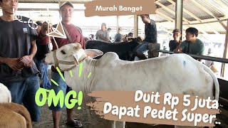 Lima Juta Bawa Pulang Sapi Pedet