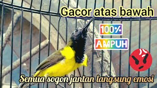 sogon gacor mencari lawan