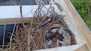 Lindos filhotes pe pássaro 🐦 no alimentador....