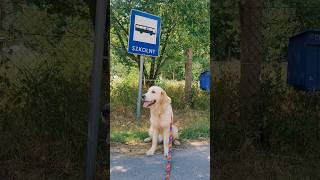 KaVa - pies który czeka na dzieci #goldenretriever