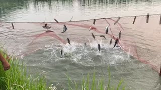 শরীয়তপুরের সিকদার প্রজেক্টে মাছের অসাধারণ লাফালাফির দৃশ্য দেখতে পেলাম | শরিয়তপুরের খবর | Shariatpur