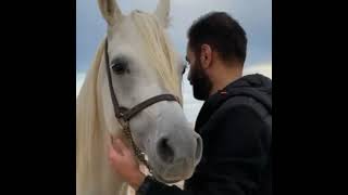 معلومات عن الخيل العربي 💚