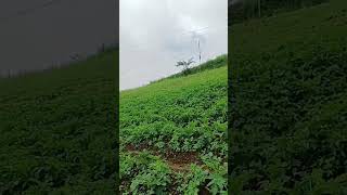 Apples and Potatoes farming