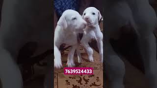 Rajapalayam dog GDS kennel