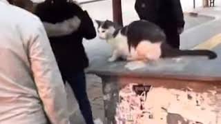 cat having fun with people walking on the street