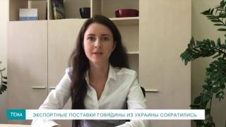 Вероника Козачок, Pro-Consulting: Экспортные поставки говядины из Украины сократились