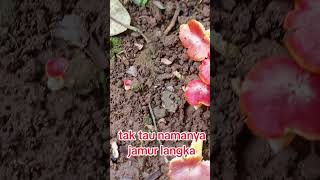 #pertanian #berkebun #tanamanhiasdepanrumah