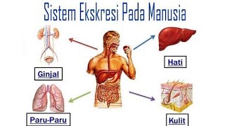 PPL SIKLUS 2 UNEJ_ SISTEM EKSKRESI