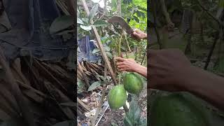 Panen Alpukat Markus/Kendil Super Jumbo#shorts #shortvideo #diygarden #viral #alpukat #petanimuda