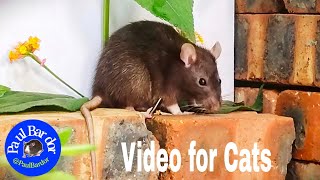 Mouse Screaming and Soothing Piano Music, Helps Cats Calm Down, Sit and Watch the Mouse Run