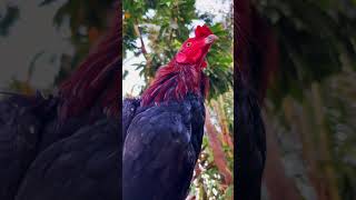 Meet Bunggaog the Basilan Rooster