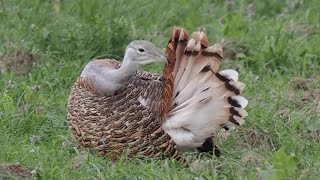 Großtrappen im Havelländischen Luch #Vogelbeobachtung #Wildvögel #birds #GreatBustard