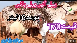 cholistani friesian cross cow| cholistani cross cows |cholistani cows|such animal tv