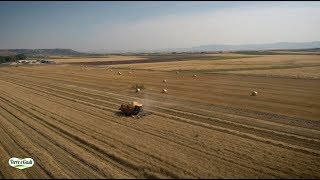 Terre e Gusti: Trebbiatura Grano 2019