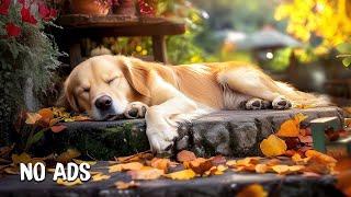 🔴[ЖИВАЯ] Музыка для собак🎵Расслабляющая музыка для сна для собак🐶🎵Облегчение тревоги при разлуке