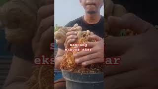 sancang ekspos akar #blandongelite #sancangmame #sancangbonsai #sancangthemax #bonsaitree