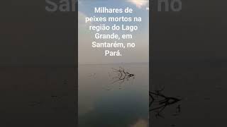 Peixes mortos no Lago Grande, em Santarém, no Pará. #oquartopoder #pará #amazonia