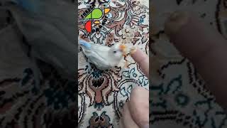 سرلاک دادن به جوجه کوتوله سیبل پاستیل Feeding parrot love bird eye ring sable  تغذية الببغاء