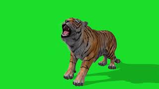 Tiger animated effect || green screen tiger animated effect || green screen effects #animated