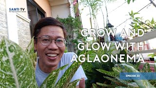 How to Help Aglaonemas Develop Their Fullest Potential--Marvel at Their Awesome Foliage!