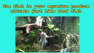 Fish for a home aquaponics system