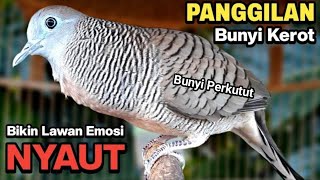 Perkutut Lokal Gacor RAJA PIKAT Ahlinya Bikin Semua Burung Perkutut Gacor Nyaut