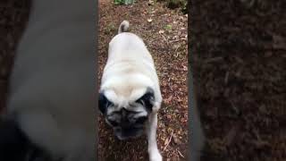 Pug