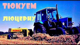 Тюкуем сено трактор МТЗ 80 и пресс-подборщик CLAAS. Baling hay tractor MTZ #vseklevo #синийтрактор