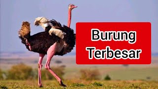 10 Burung Terbesar di Dunia | Sarjana Mipa #comparison