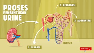 PROSES PEMBENTUKAN URINE - BELAJAR IPA