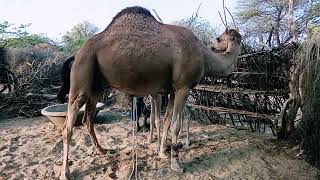 A man milking milk of camel.#beautifulvideo#tharparkarbeauty #thardesert #arabic #arabiccalligraphy