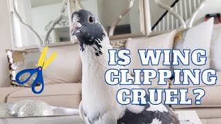 WATCH THIS BEFORE CLIPPING YOUR BIRDS WINGS!