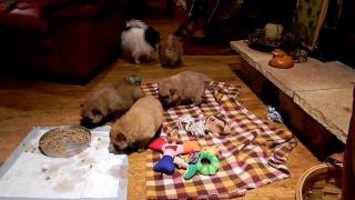 Snicker and Willys Chow Chow Pups 2012 Eating #2