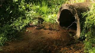 The nature of the river stream tube during the summer