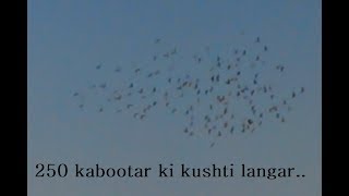 Kushtiya Kabootar bazi Langer mein #kam kabootar..