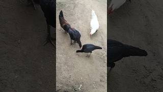 Chickens Are Eating Grain #short #shorts #viralshort village#eating #pakistan