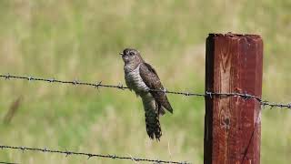 Juvenile Cuckoo balancing in the wind on Rathlin Island