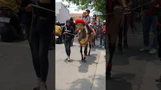 Kuda renggong bandung #kudarenggongbandung #dancinghorse #kudasumedang