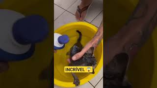 Ele encntrou um gatinho no lixo, e olha oque aconteceu #shorts