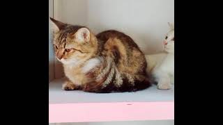 cute kitten deepening #Short compilation