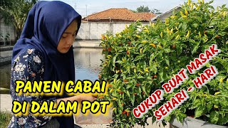 MEMANEN CABAI DALAM POT, CUKUP BUAT MASAK SEHARI-HARI