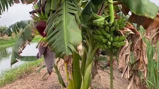 Piscicultura combinada con plátano Burro o papoche.