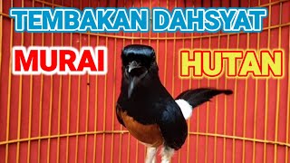 Murai Batu Hutan Original Tembakan Kasar Yang Sangat Khas