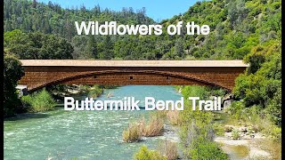 Wildflowers of the Buttermilk Bend Trail