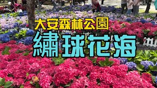 市中心的繡球花海--2024大安森林公園繡球花，杜鵑花季