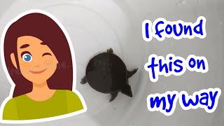 I found a little tortoise on my way | tortoise | neck stretching