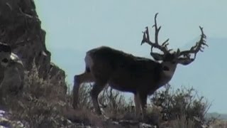 Giant Mule Deer Cactus Buck !!! From MuleyCrazy 8