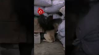 funny video 2024 | ফানি ভিডিও নতুন | #ytshorts #funny_cats .mostofa93.