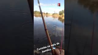 PESCA DE CURIMBA na vara de bambu 🤌🐟RIO SAPUCAÍ MG🎣🎣🎣🎣🚨🚨🚨🥵